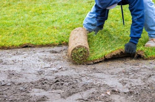 Tekirdağ'da Profesyonel Bahçe Çim Ekimi Hizmetleri rulo çim ekimi, çim ekimi m2 fiyatı profesyonel çim ekimi